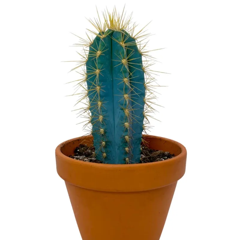Cactus en Ligne cereus columnar cactus