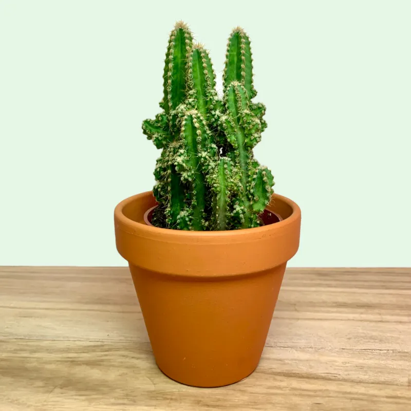 Cactus en Ligne fairy castle cactus columnar cactus