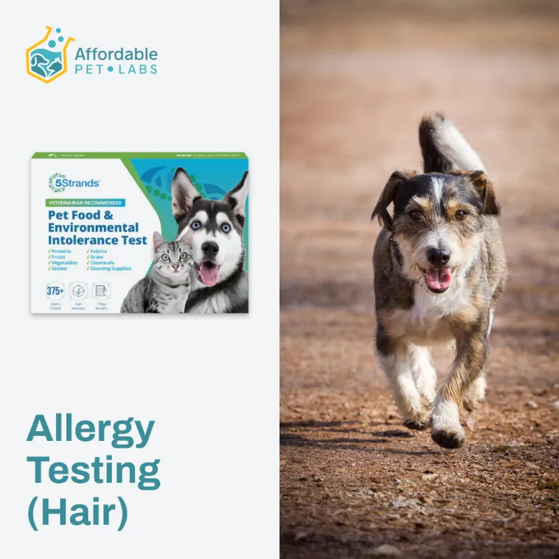 Affordable Pet Labs dog allergy testing kit with collection materials and packaging