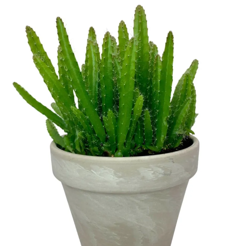 Cactus en Ligne dragon fruit cactus climbing cactus