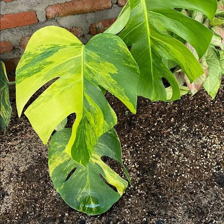 monstera aurea