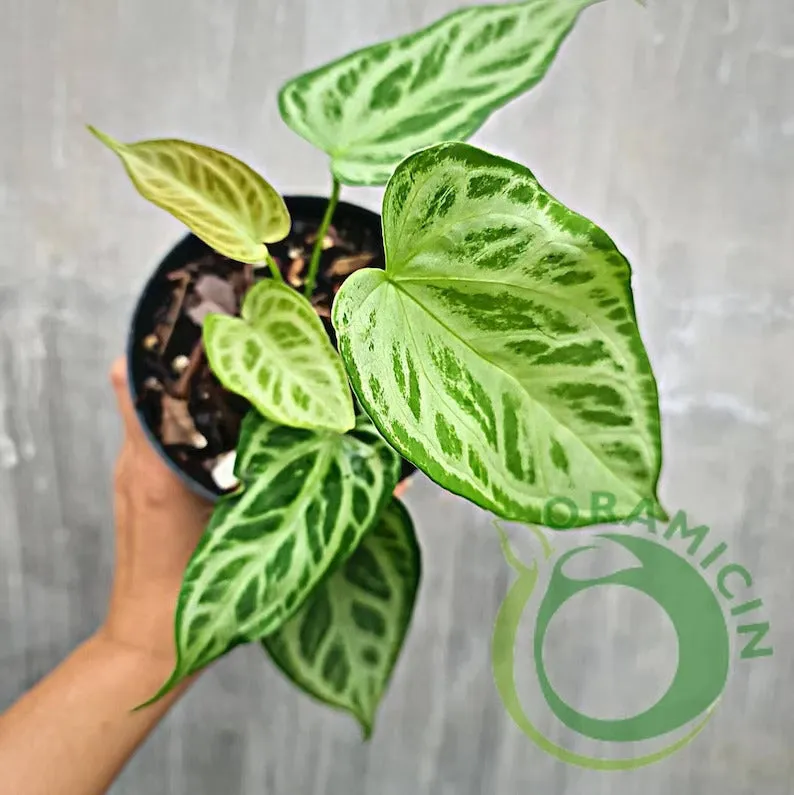 anthurium silver blush