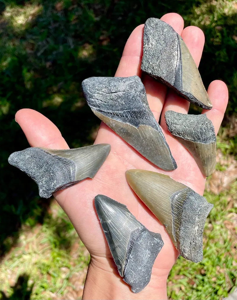 SHRKco shark tooth fossil