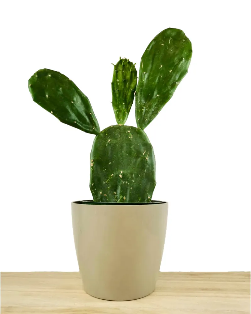 Cactus en Ligne cactus opuntia ficus cactus plant