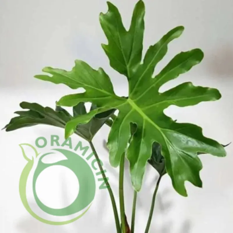 philodendron bipinnatifidum
