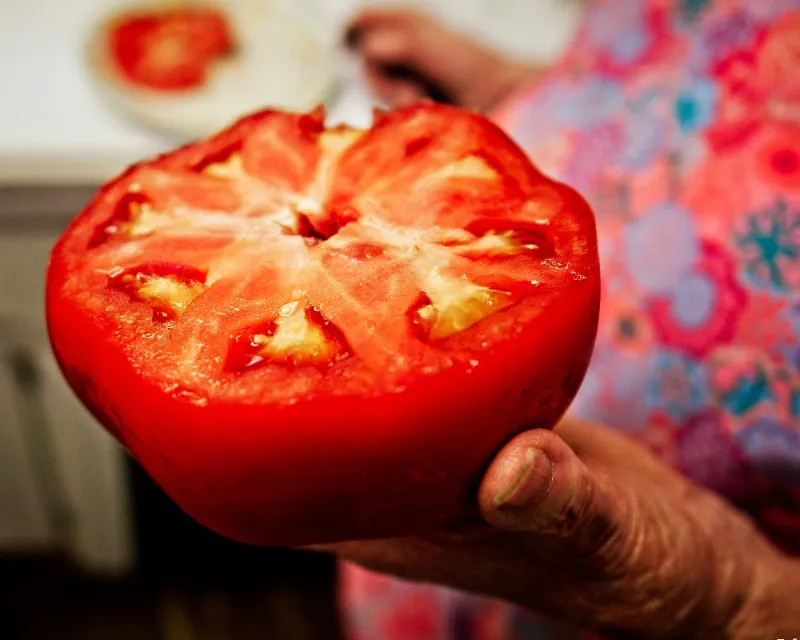 Vintage Seed Co beefsteak tomato seeds