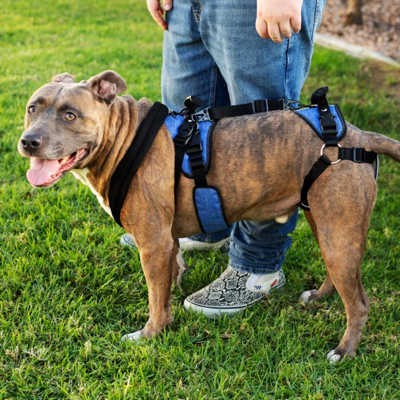 Best Friend Mobility full body dog harness