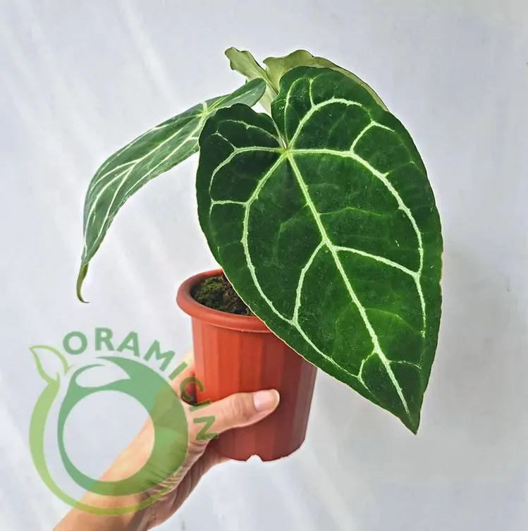 anthurium crystallinum