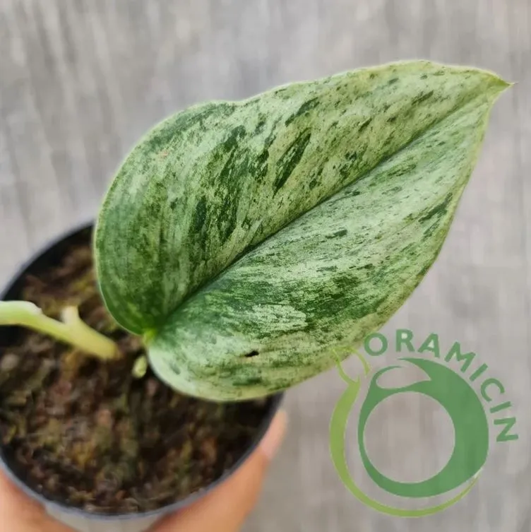 scindapsus treubii moonlight