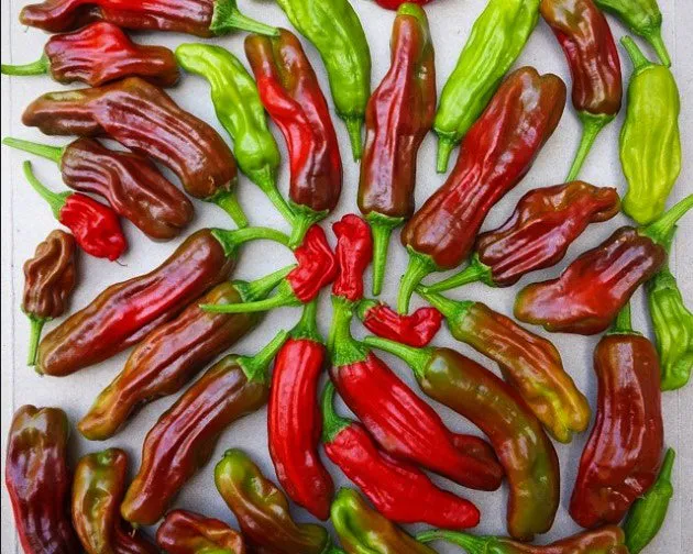 Vintage Seed Co pepperoncini pepper seeds