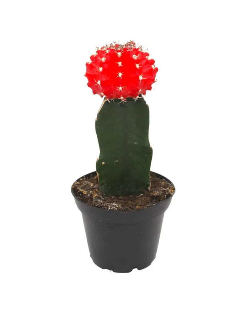 Cactus en Ligne moon cactus plant grafted cactus