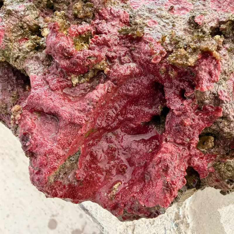 MarcoRocks live rock for saltwater aquarium