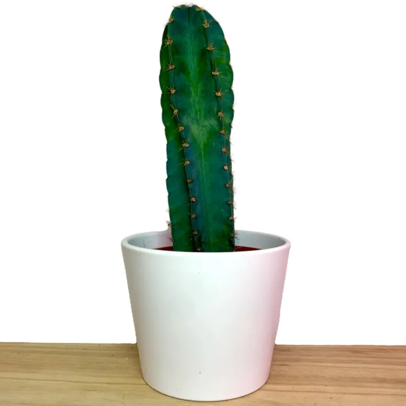 Cactus en Ligne c. peruvianus columnar cactus