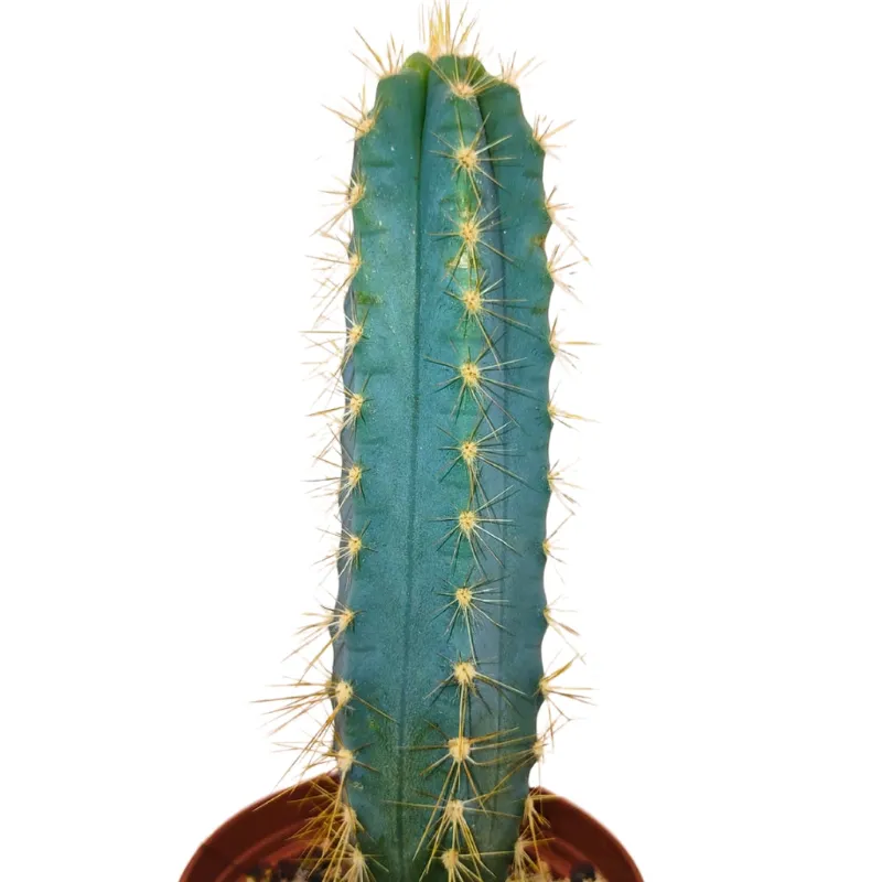 Cactus en Ligne blue torch cactus columnar cactus