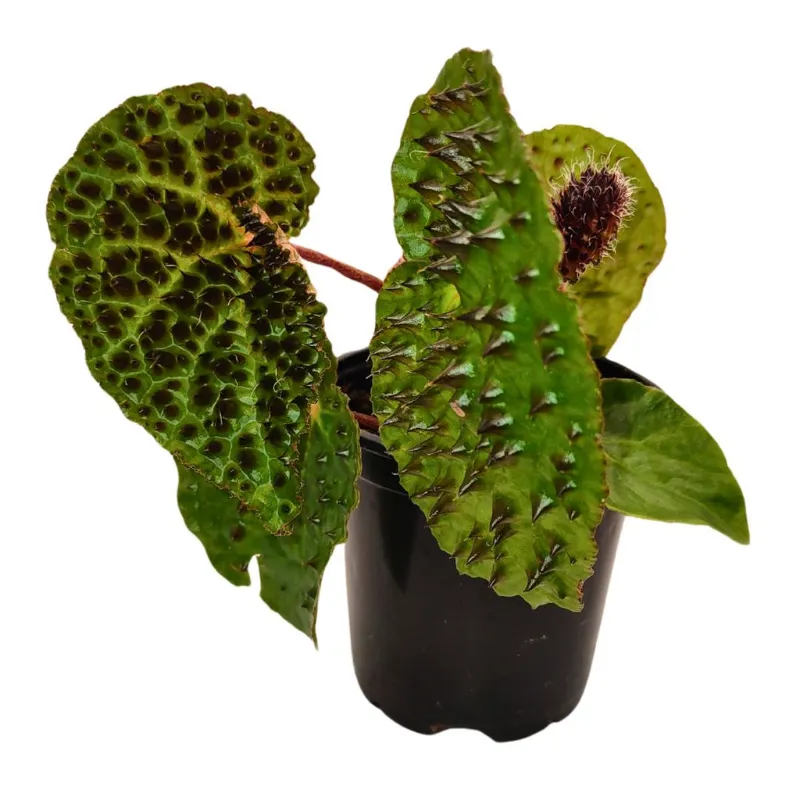 Cactus en Ligne begonia ferox begonia plant