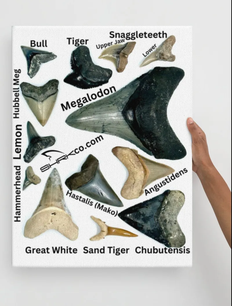 SHRKco fossilized shark tooth