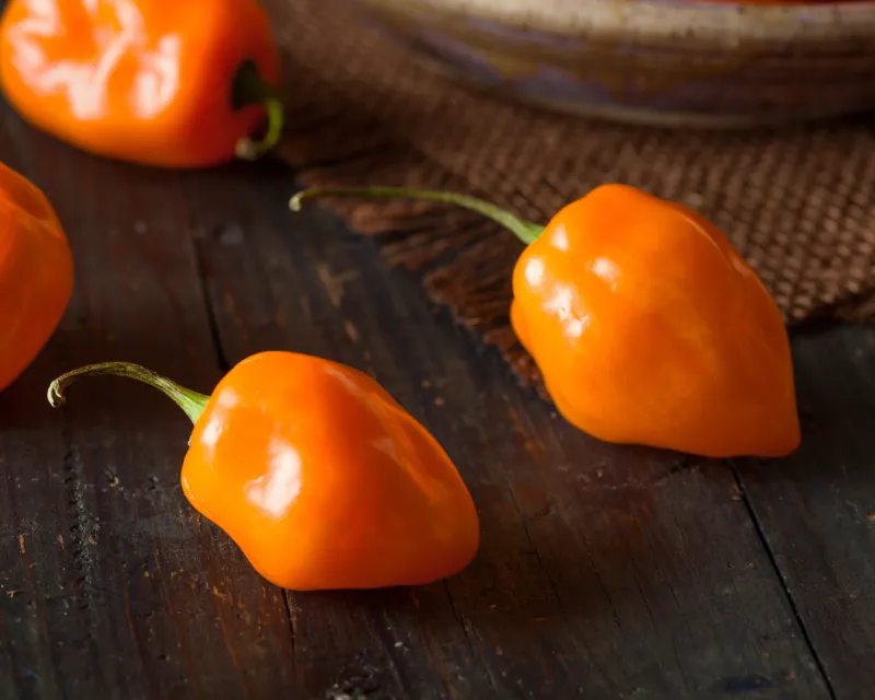 Vintage Seed Co habanero pepper seeds